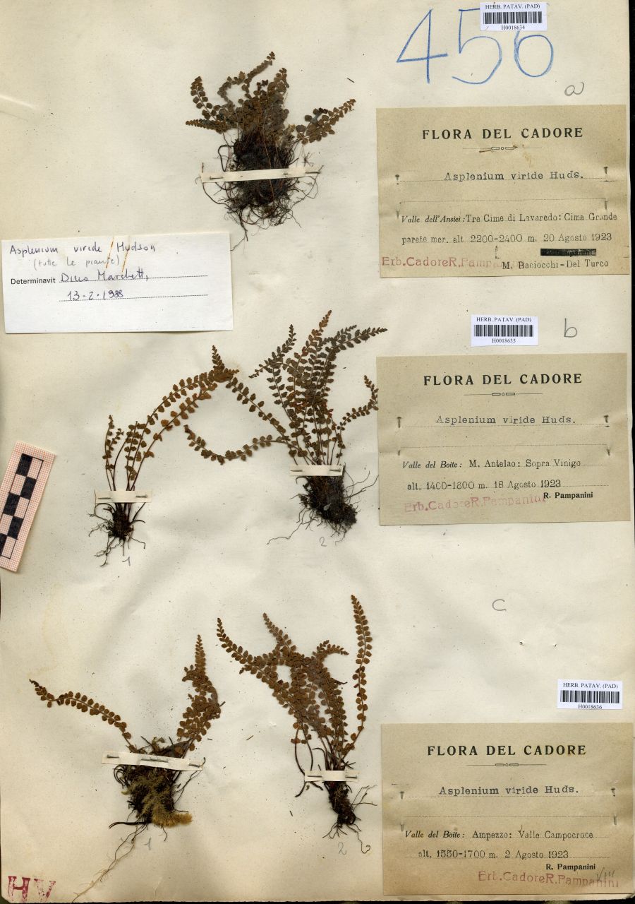 Asplenium viride Huds - erbario, Erbario delle Tre Venezie, Erbario delle Tre Venezie (1923/08/02)