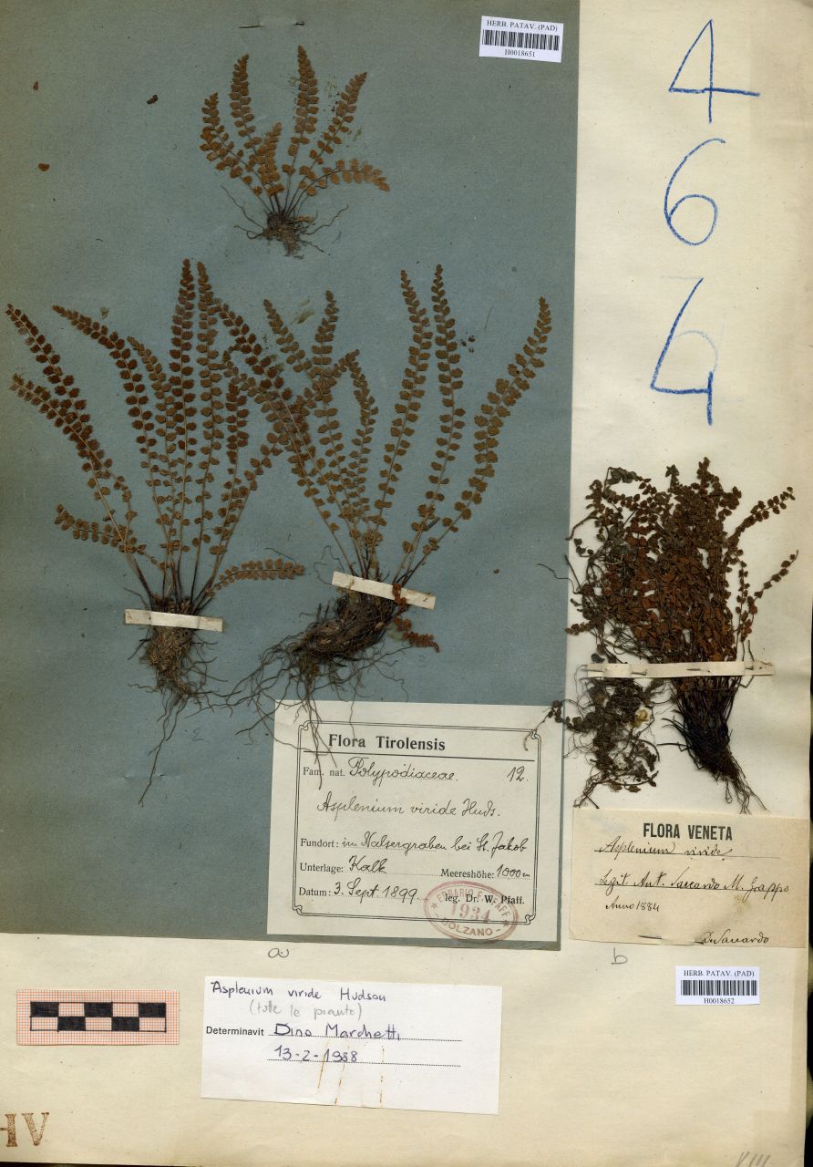 Asplenium viride Hudson - erbario, Erbario delle Tre Venezie, Erbario delle Tre Venezie (1899/09/03)