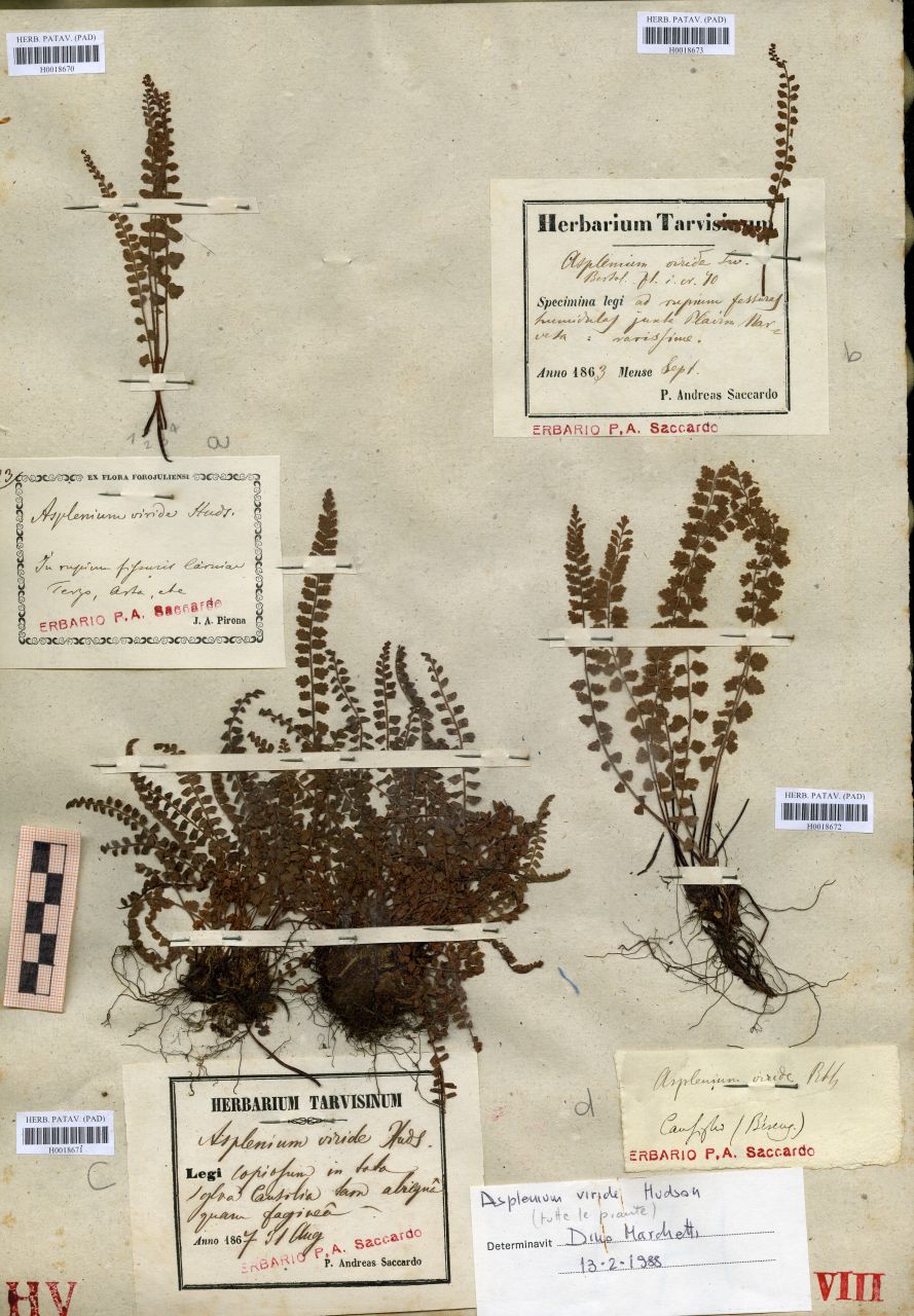 Asplenium viride - erbario, Erbario delle Tre Venezie, Erbario delle Tre Venezie (1863/09)
