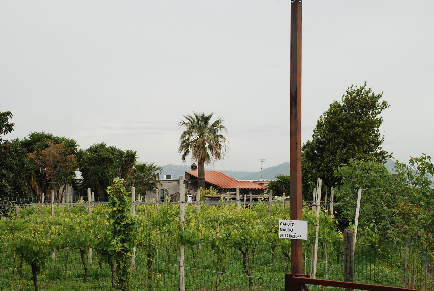 Azienda agricola D'orazio (masseria, padronale) - Bacoli (NA) 