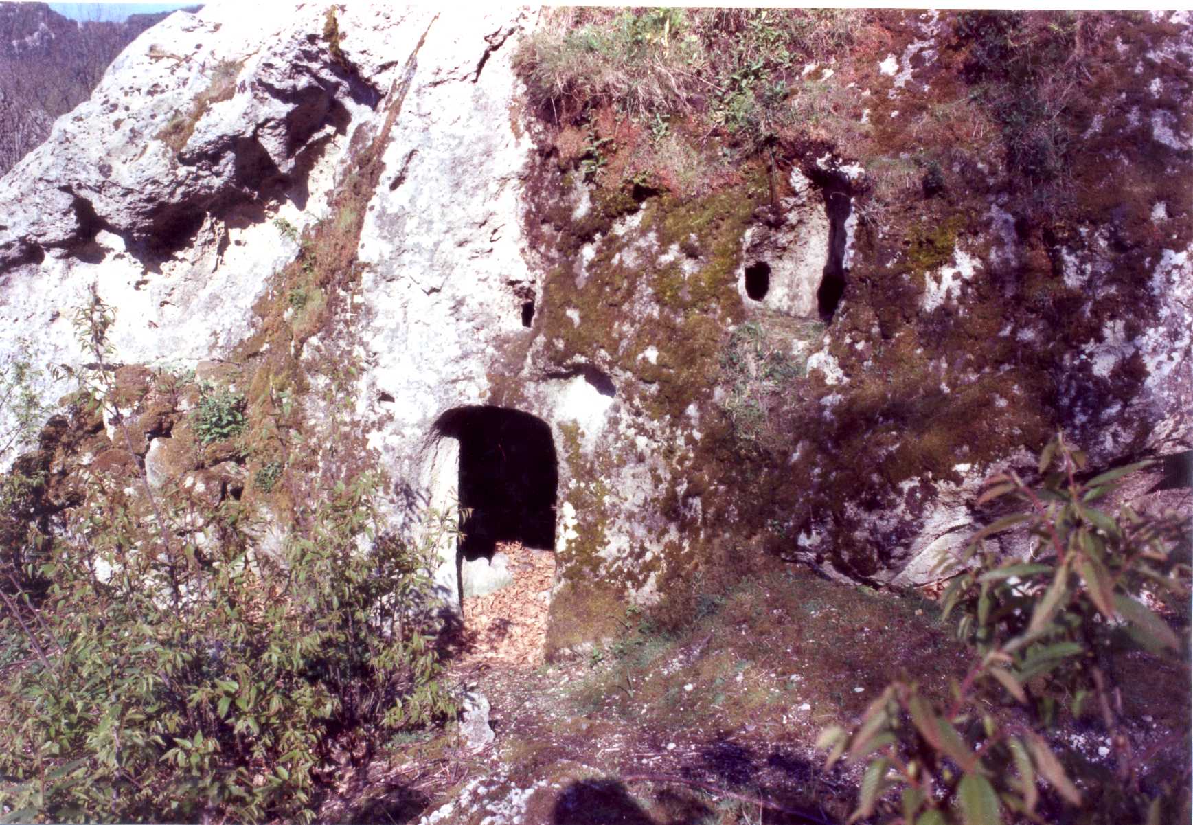 ricovero rurale temporaneo (capannone, agricolo) - Forio (NA)  (XVII)