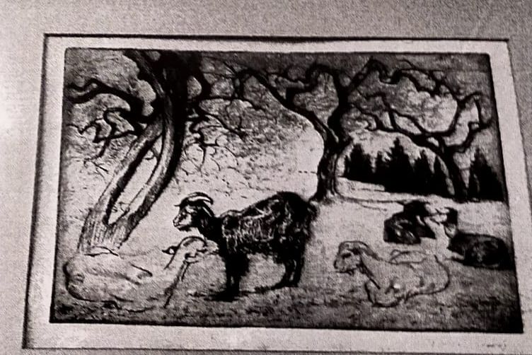 Capre a riposo, capre (stampa) di Checchi Arturo (attribuito) (sec. XX)