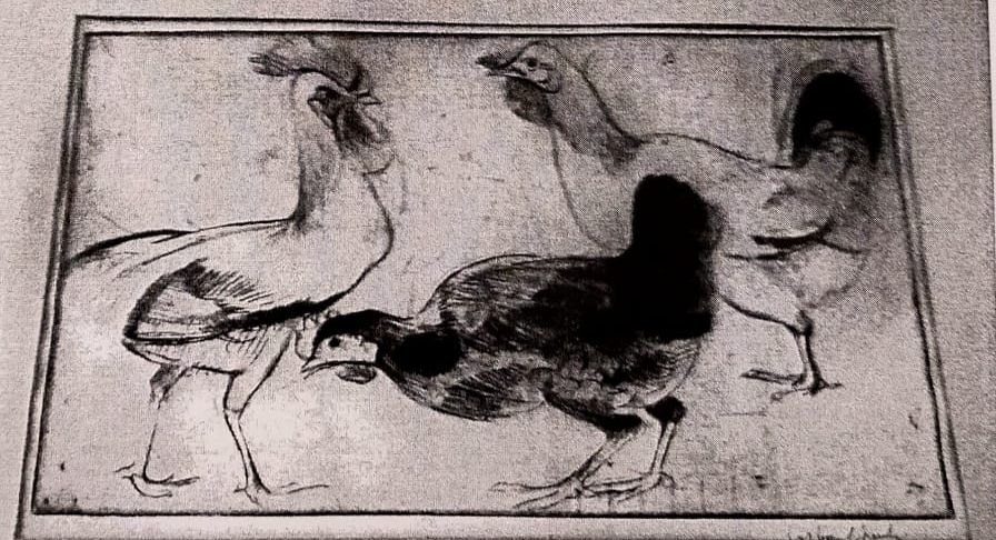 Le galline, galline (stampa) di Checchi Arturo (attribuito) (sec. XX)