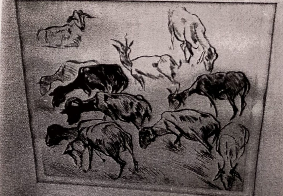 Pecore che brucano, pecore (stampa) di Checchi Arturo (attribuito) (sec. XX)