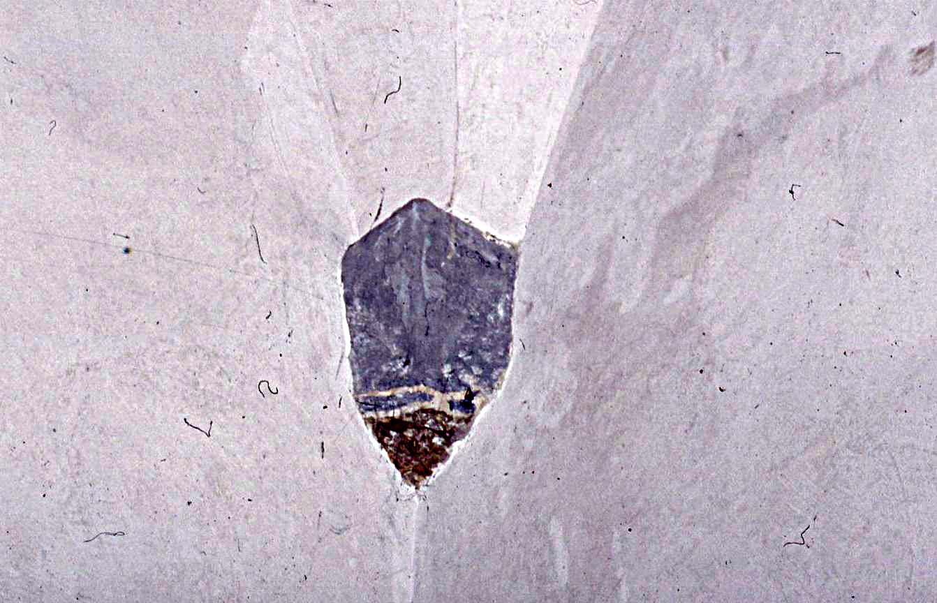 peduccio - angolare, serie - bottega toscana (sec. XV)