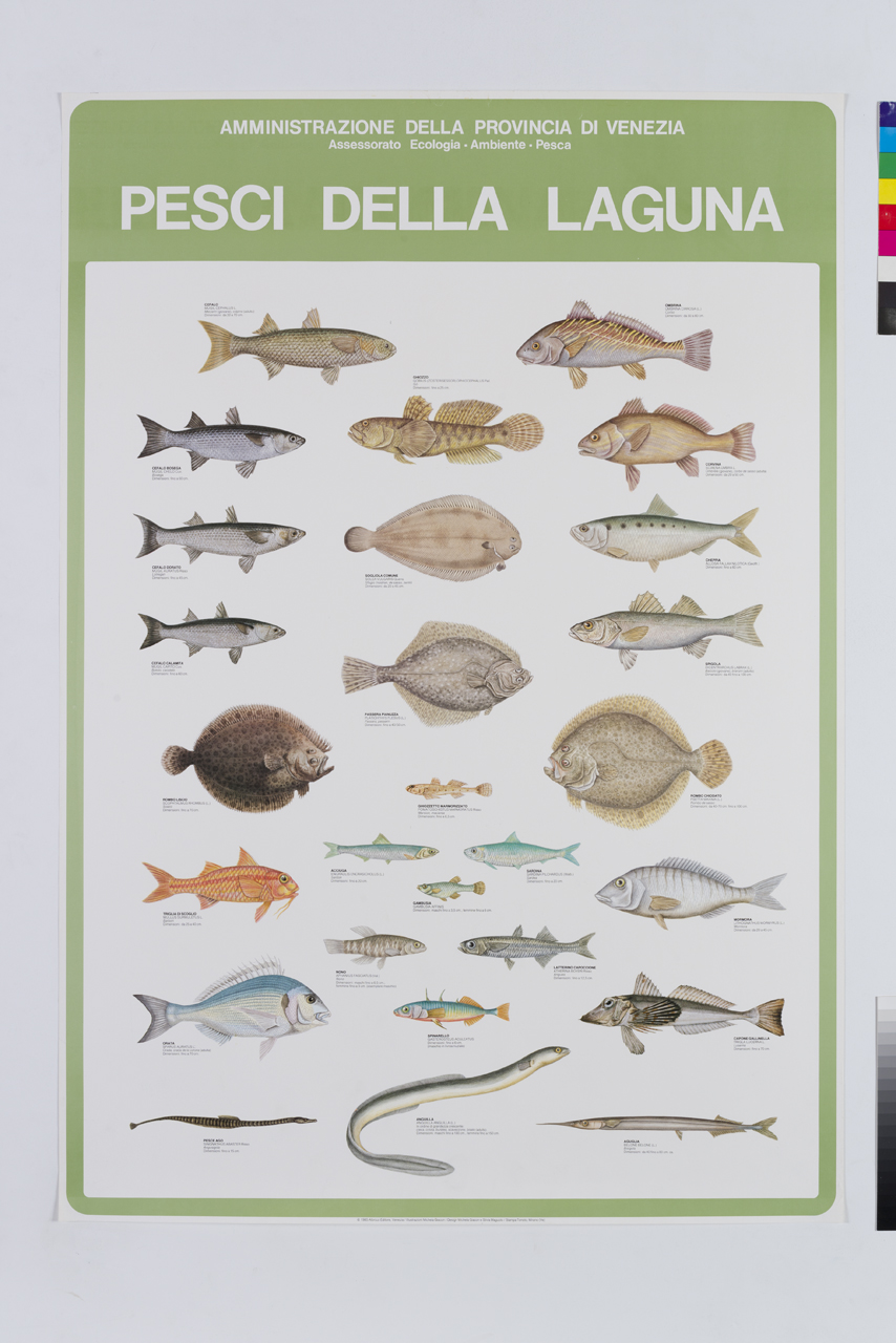 tipologie di pesci della laguna veneta (manifesto) di Giacon Michela, Maguolo Silvia (XX)