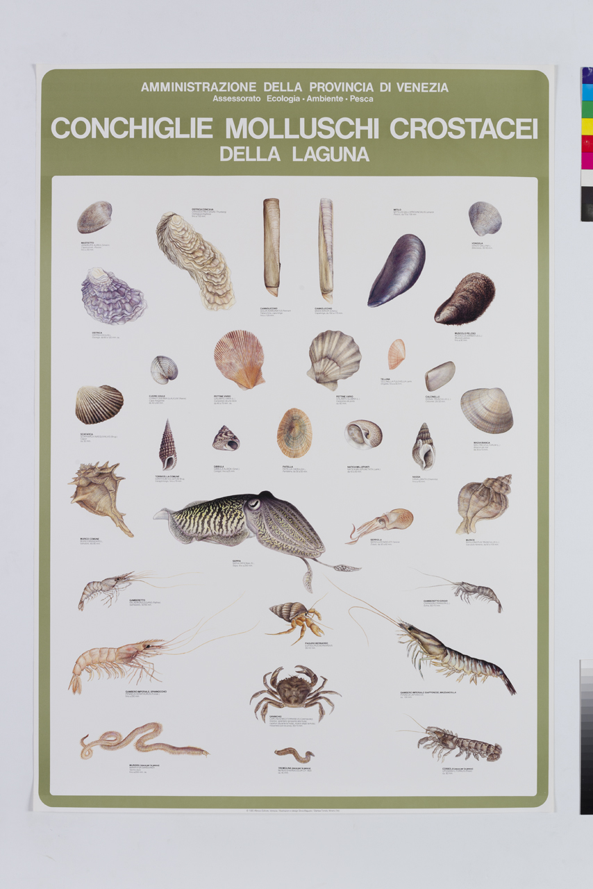 tipologie di conchiglie molluschi e crostacei della laguna veneta (manifesto) di Giacon Michela, Maguolo Silvia (XX)