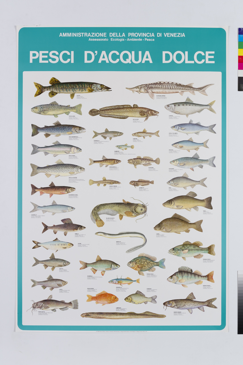 tipologie di pesci d'acqua dolce (manifesto) di Giacon Michela, Maguolo Silvia (XX)