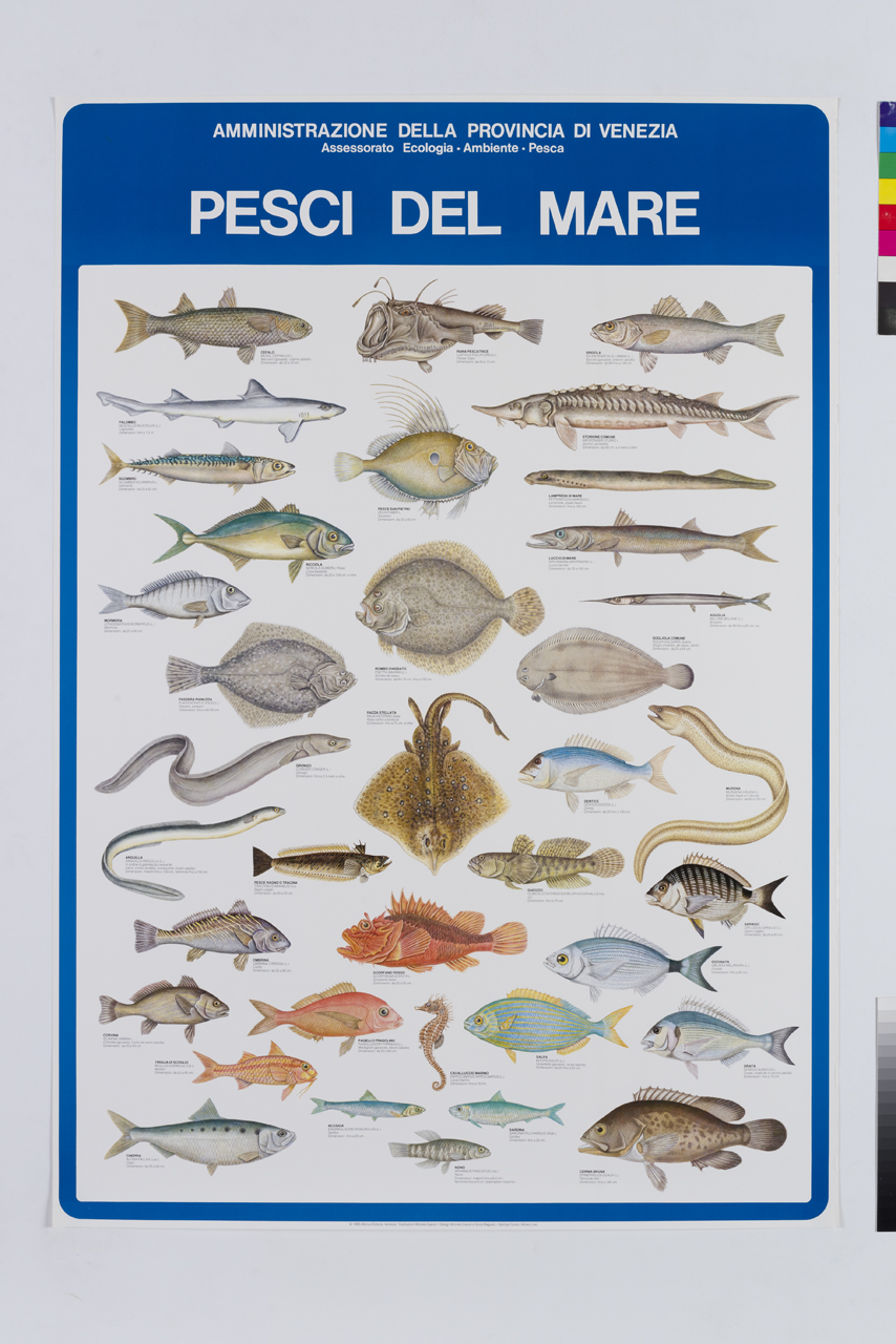 tipologie di pesci del mare Adriatico (manifesto) di Giacon Michela, Maguolo Silvia (XX)