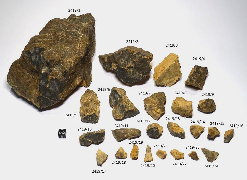 Meteorite/ Condrite ordinaria/ Plateau du Tademait 006 (esemplare)