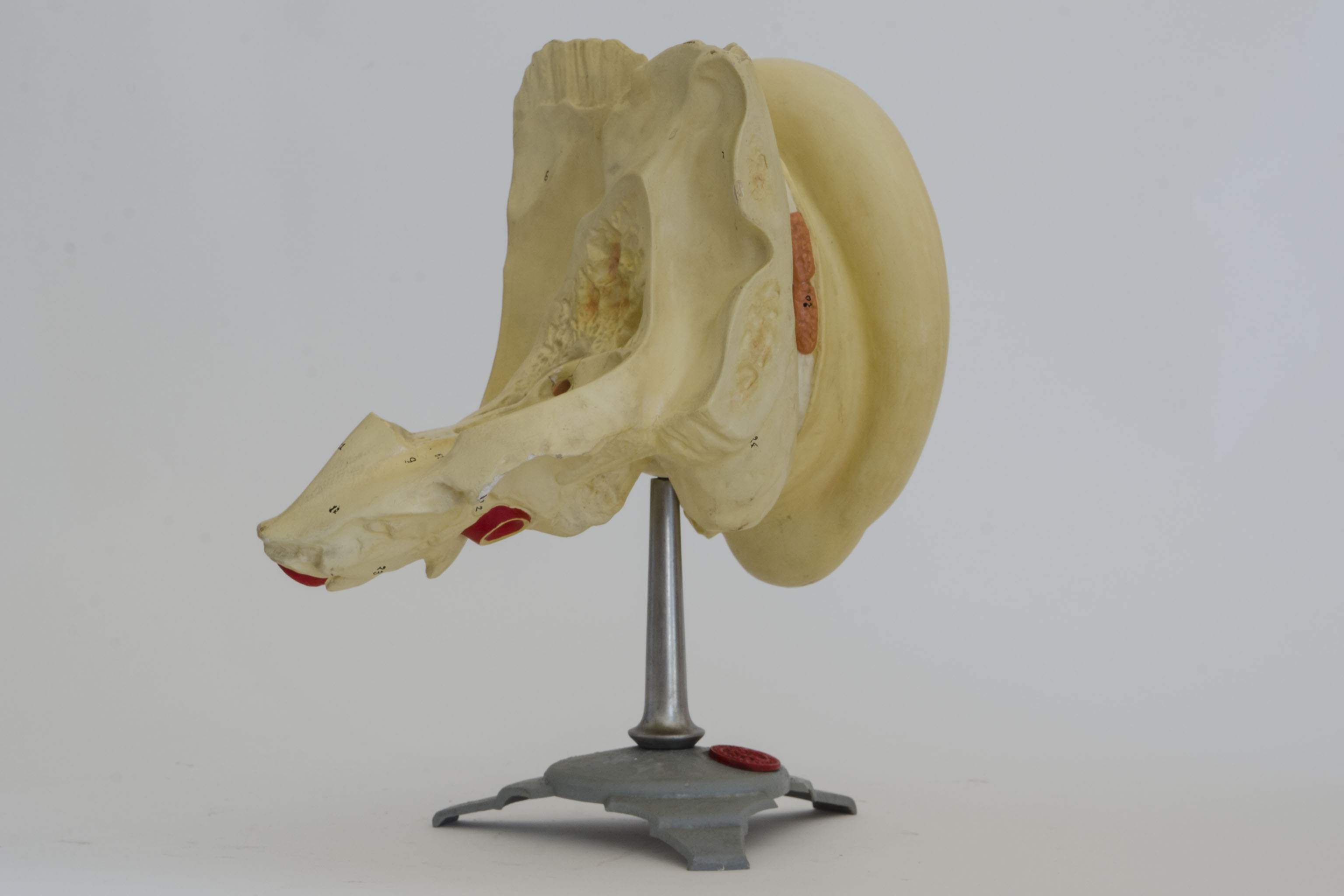 Modello anatomico, di Orecchio interno di Ditta Paravia (metà sec. XX)