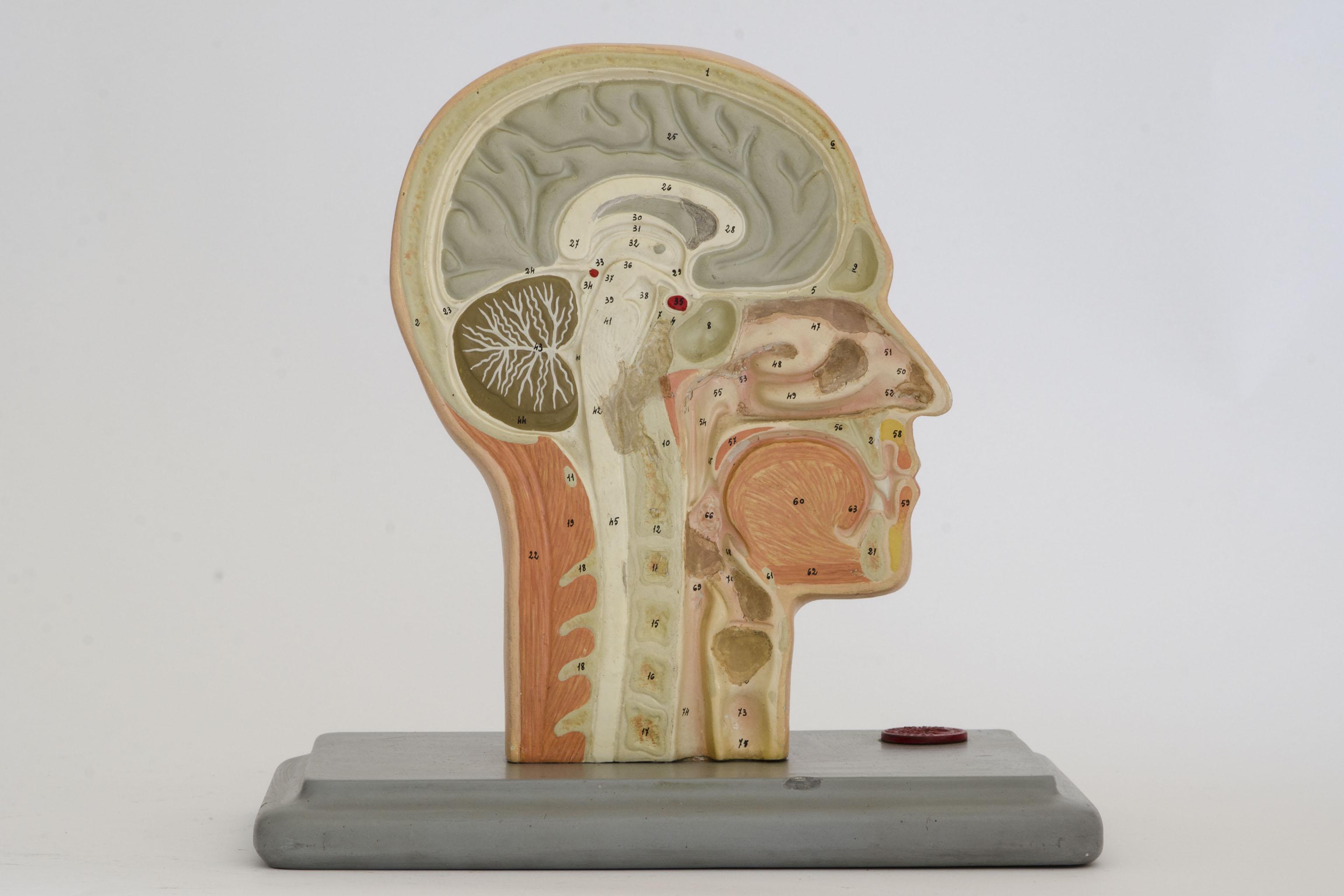 Modello anatomico, tridimensionale di testa e collo in sezione di Ditta Paravia (metà sec. XX)