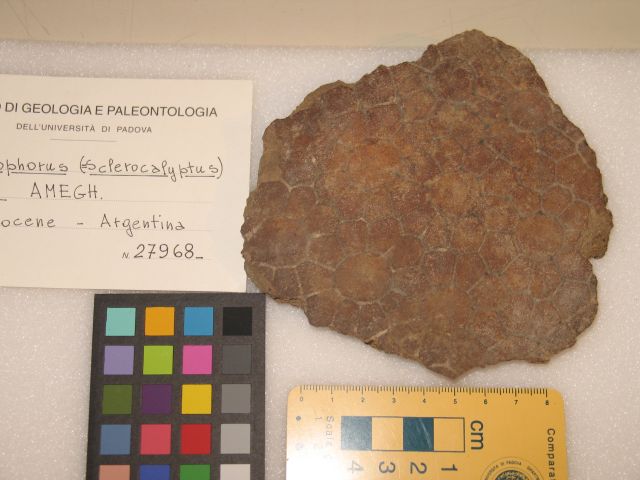 fossile (Placche dermiche)