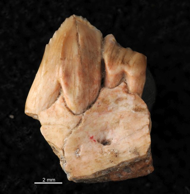 fossile (dente di mammifero)