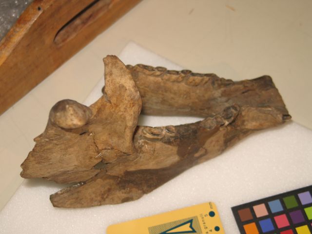 fossile (mandibola di mammifero)