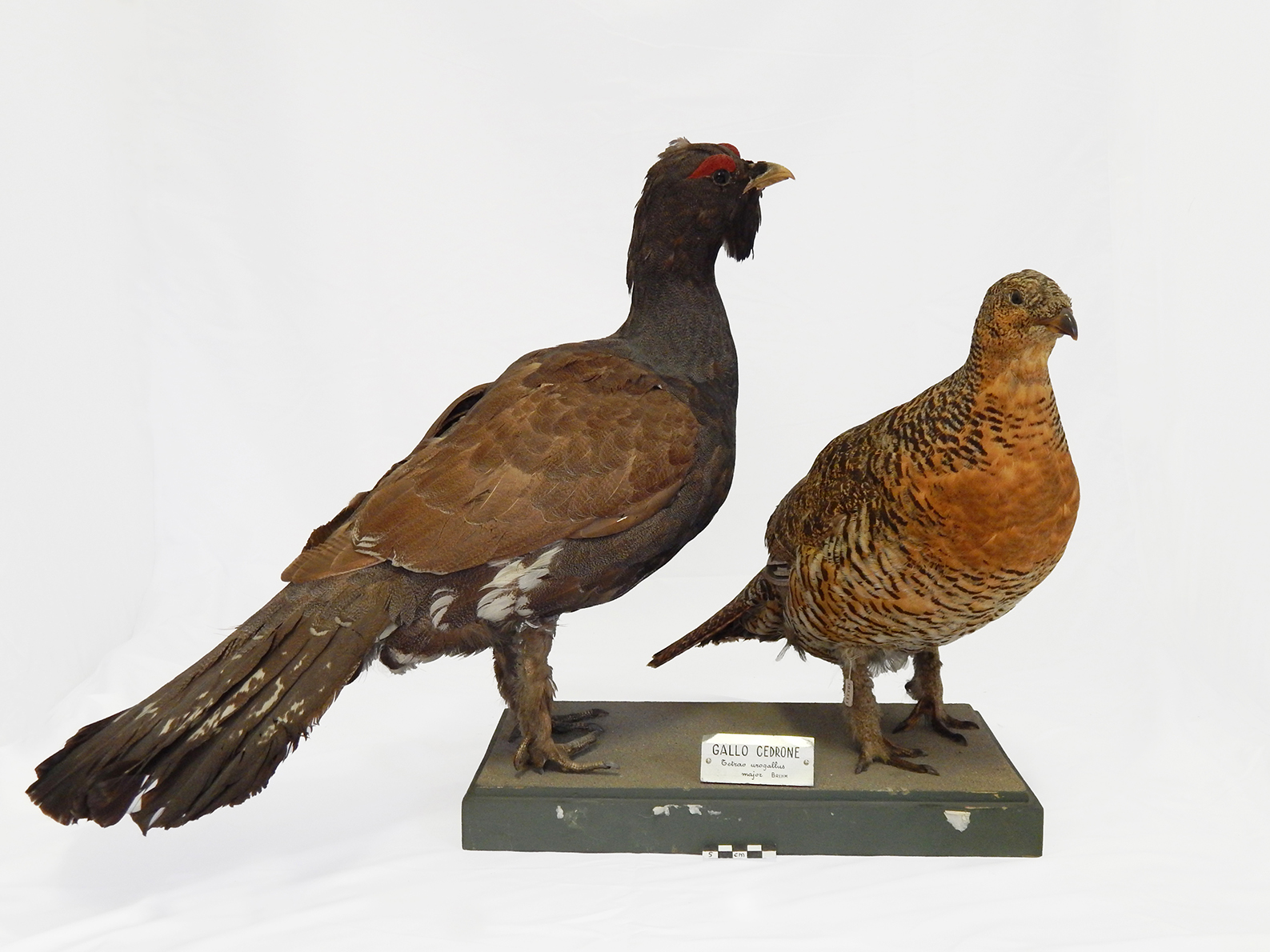 Base con preparati tassidermizzati (serie)