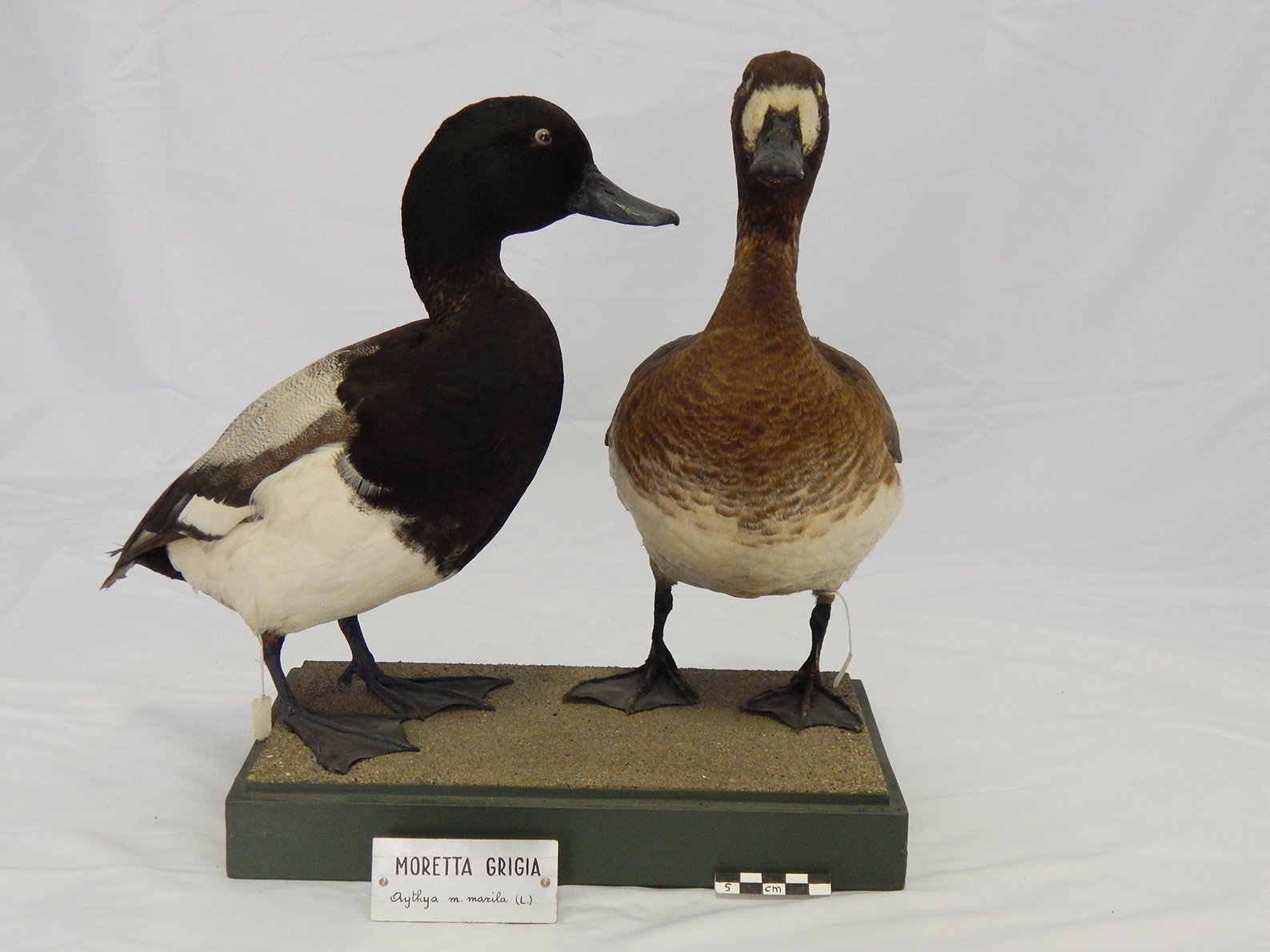 Base con preparati tassidermizzati (serie)