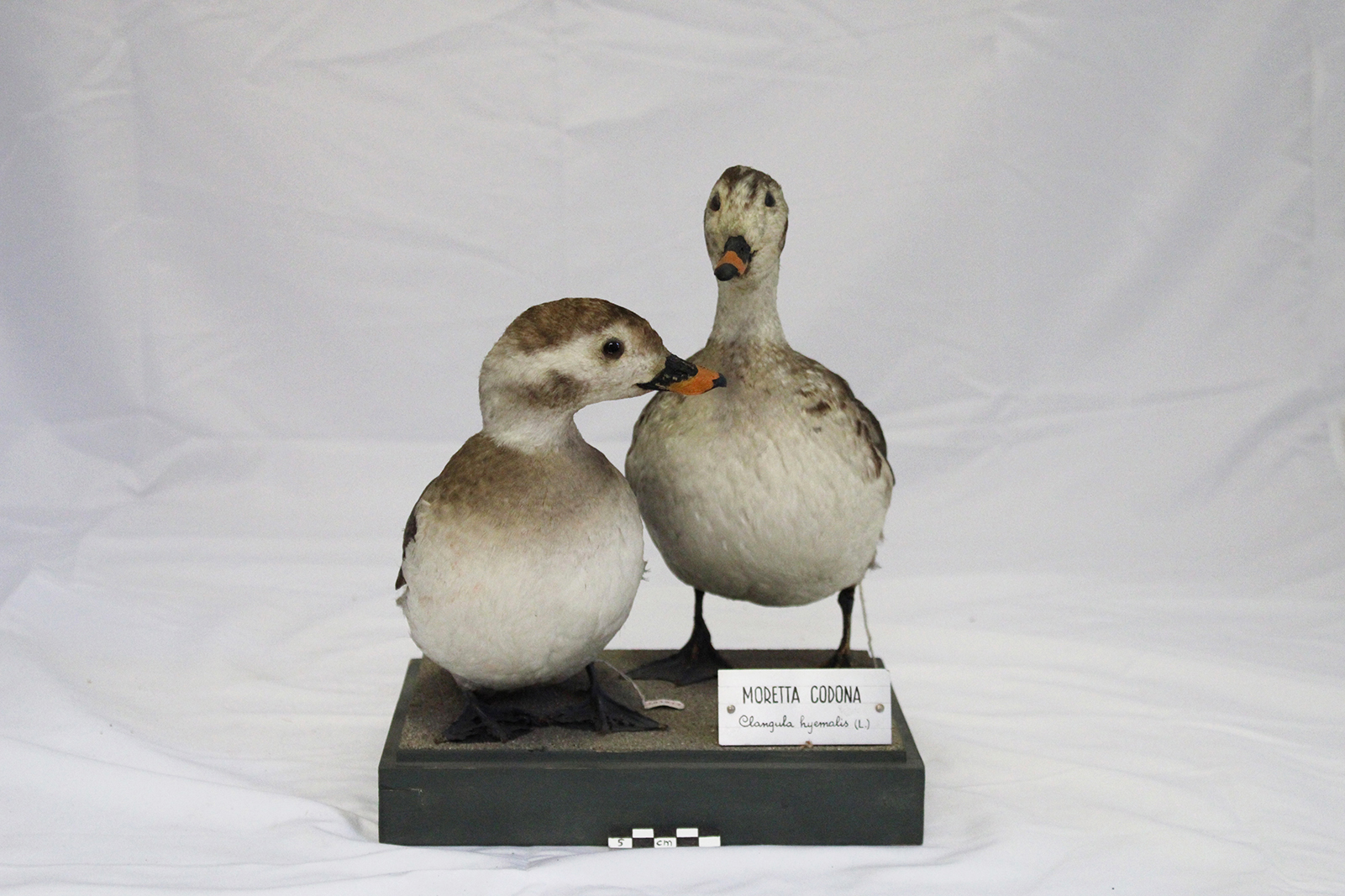 Base con preparati tassidermizzati (serie)