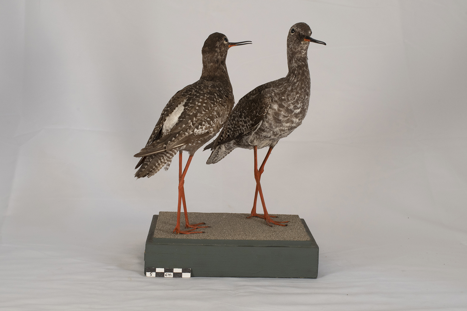 Base con preparati tassidermizzati (serie)