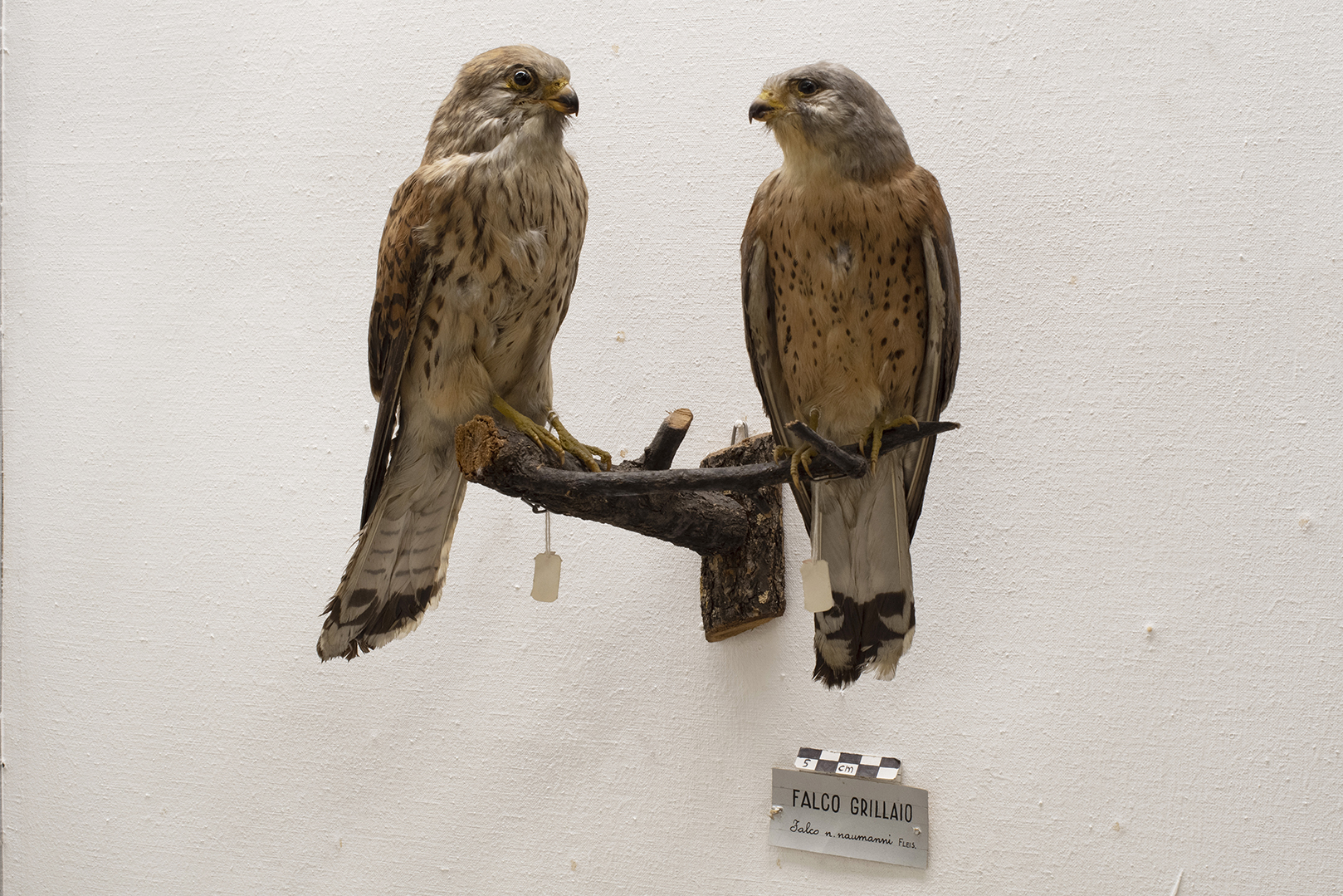 Base con preparati tassidermizzati (serie)