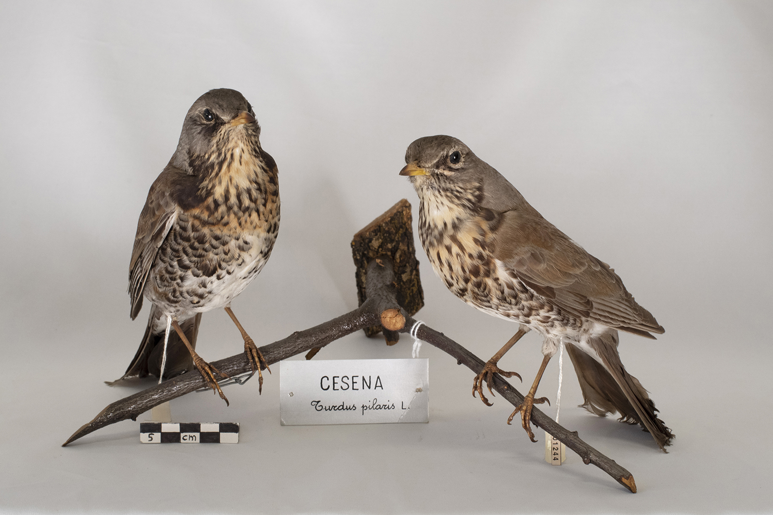 Base con preparati tassidermizzati (serie)