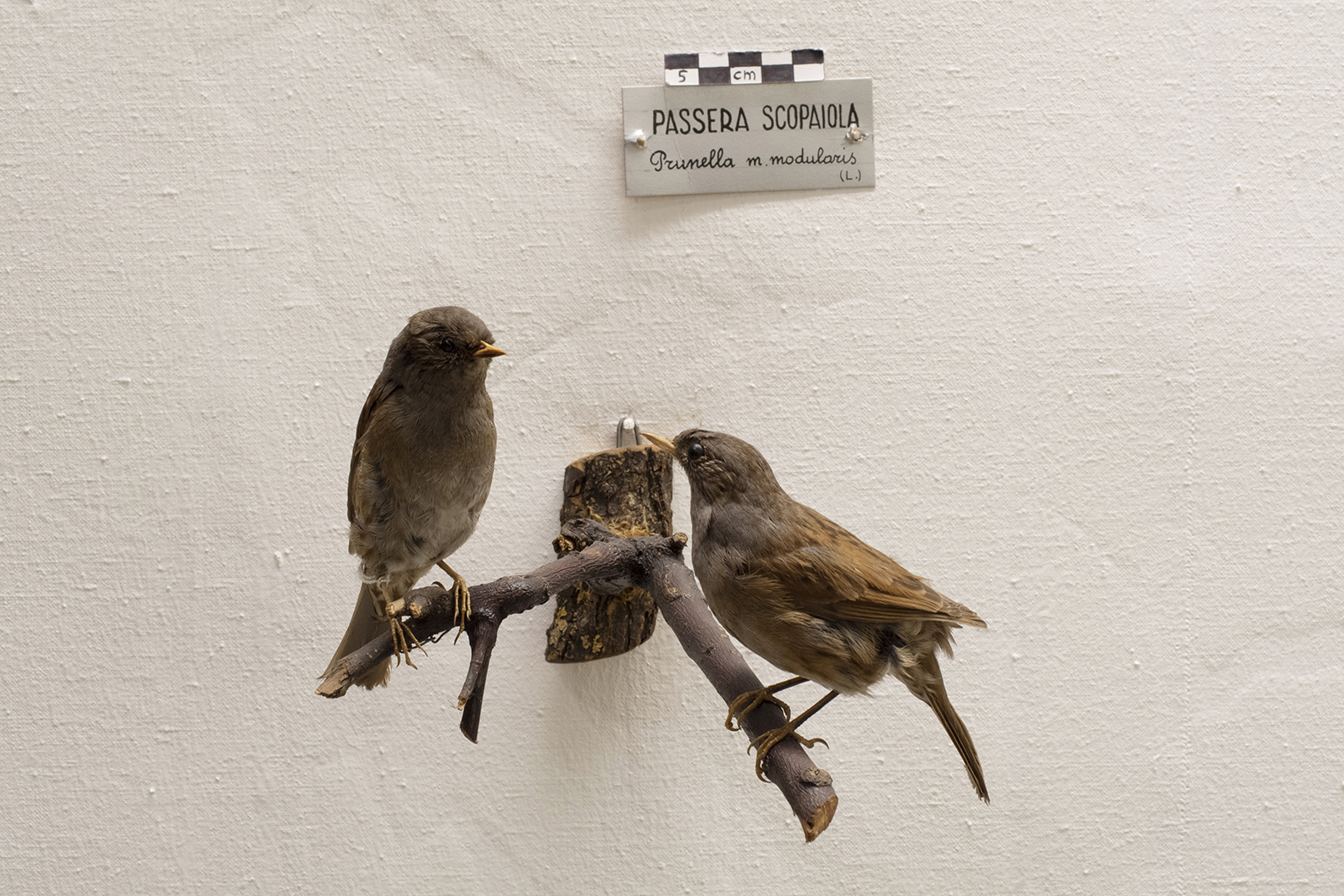 Base con preparati tassidermizzati (serie)