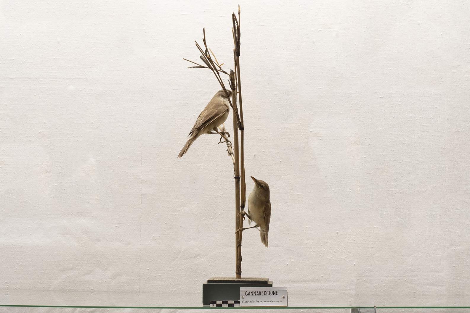 Base con preparati tassidermizzati (serie)