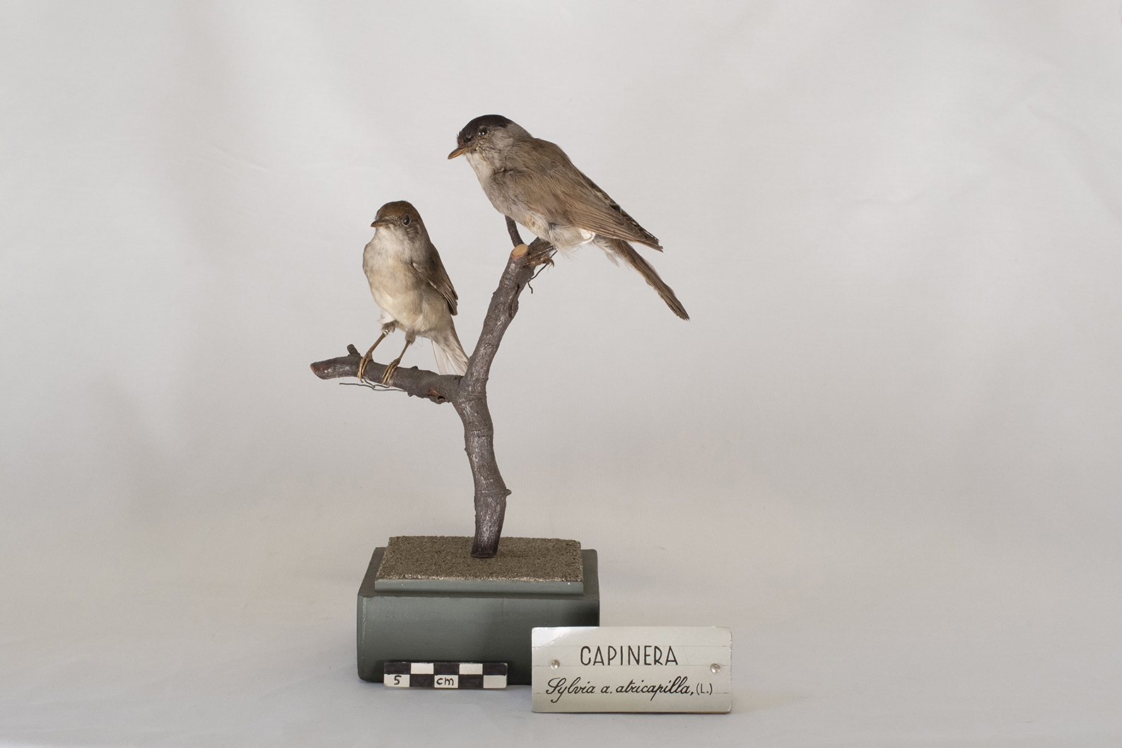 Base con preparati tassidermizzati (serie)