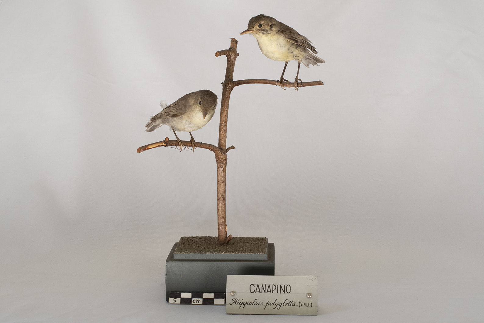 Base con preparati tassidermizzati (serie)