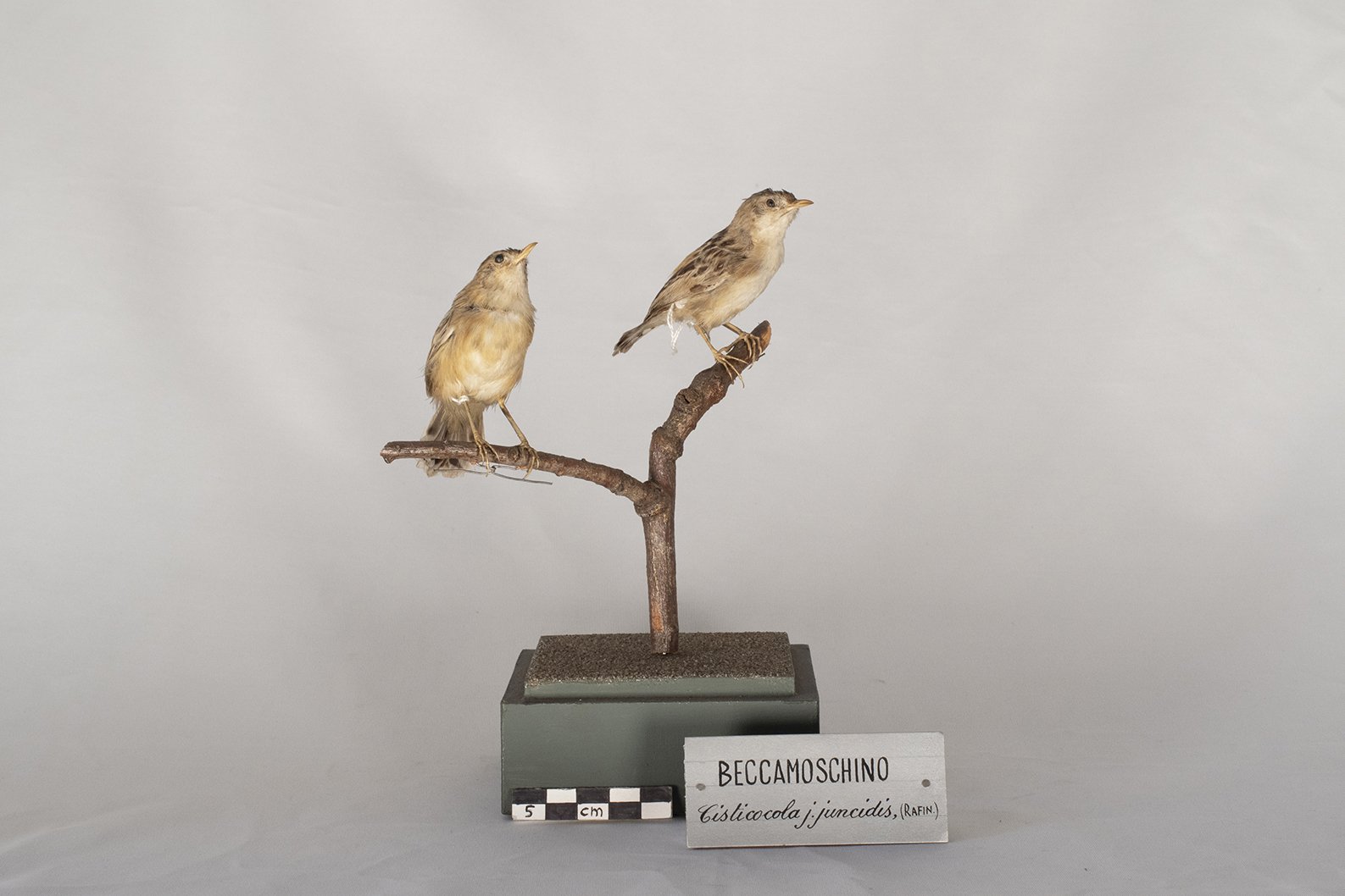 Base con preparati tassidermizzati (serie)