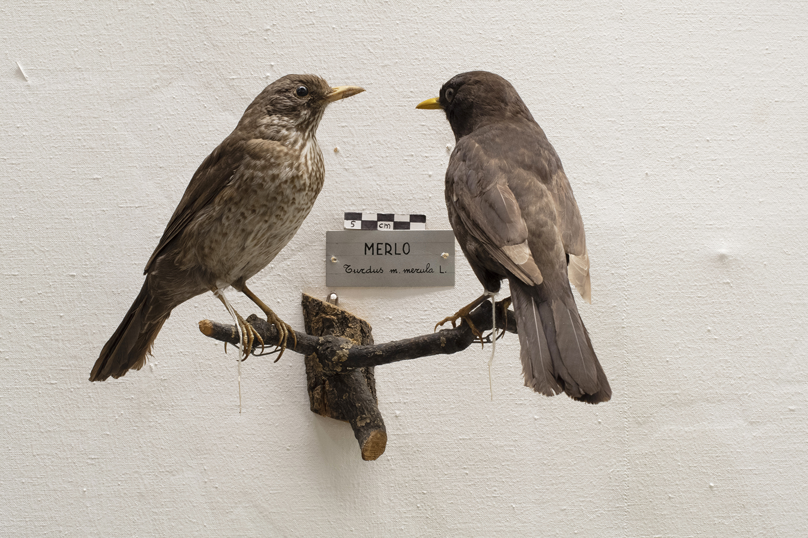 Base con preparati tassidermizzati (serie)