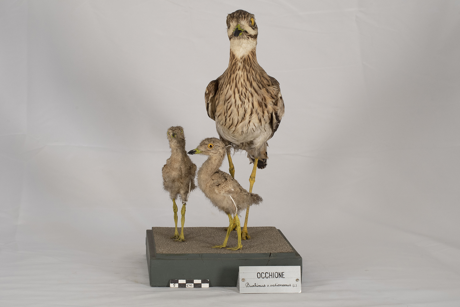 Base con preparati tassidermizzati (insieme)