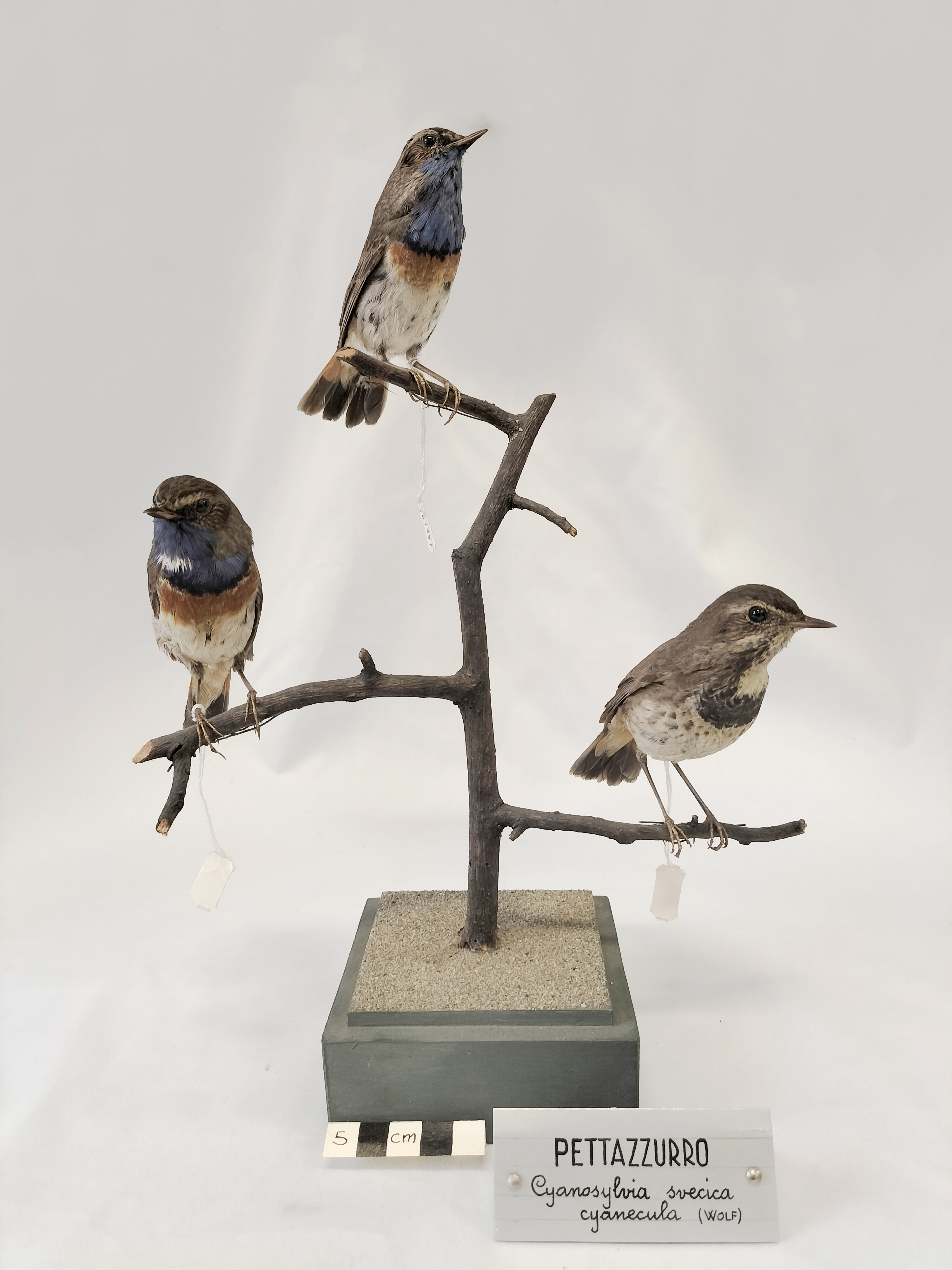 Base con preparati tassidermizzati (serie)