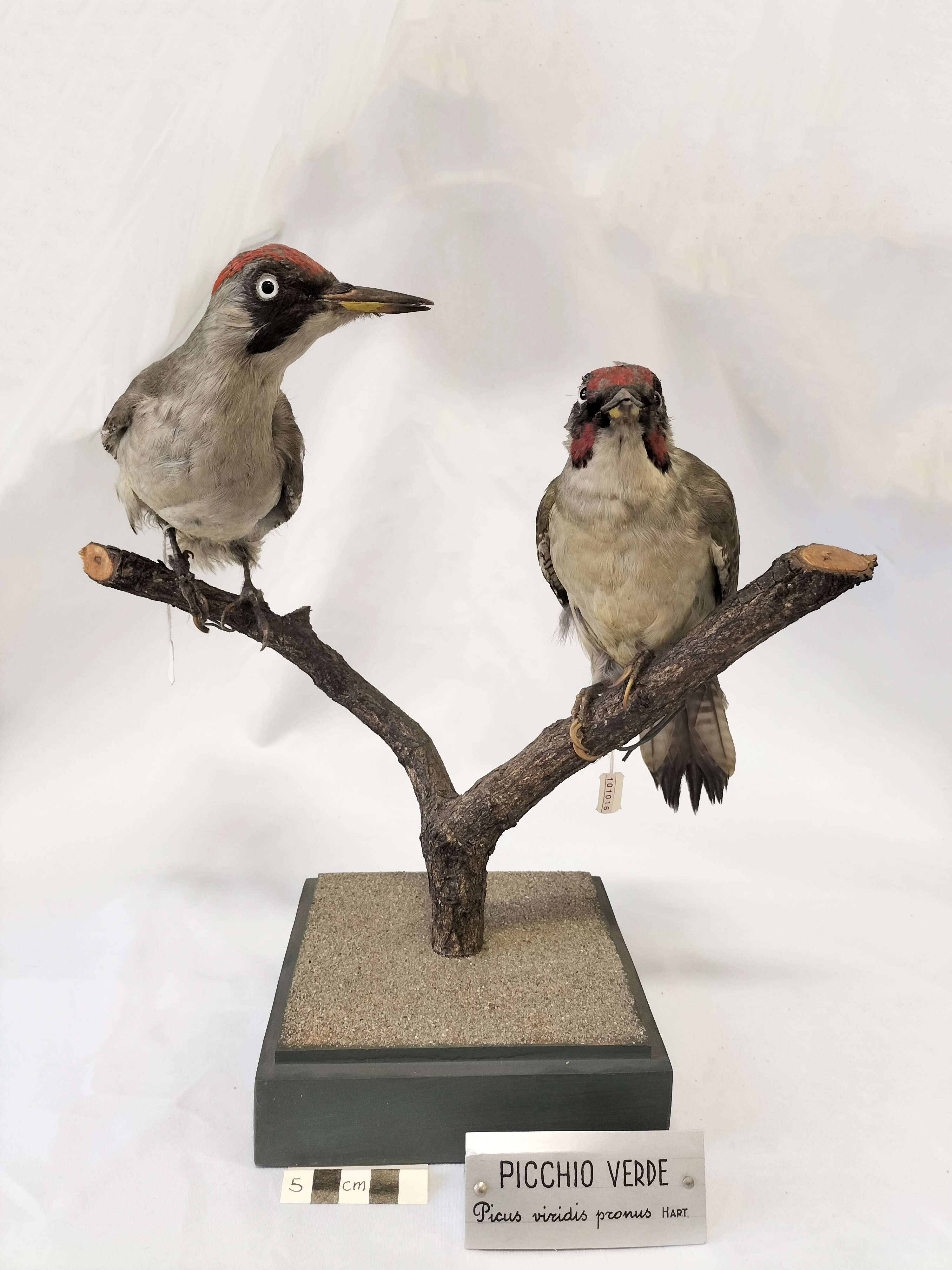 Base con preparati tassidermizzati (serie)