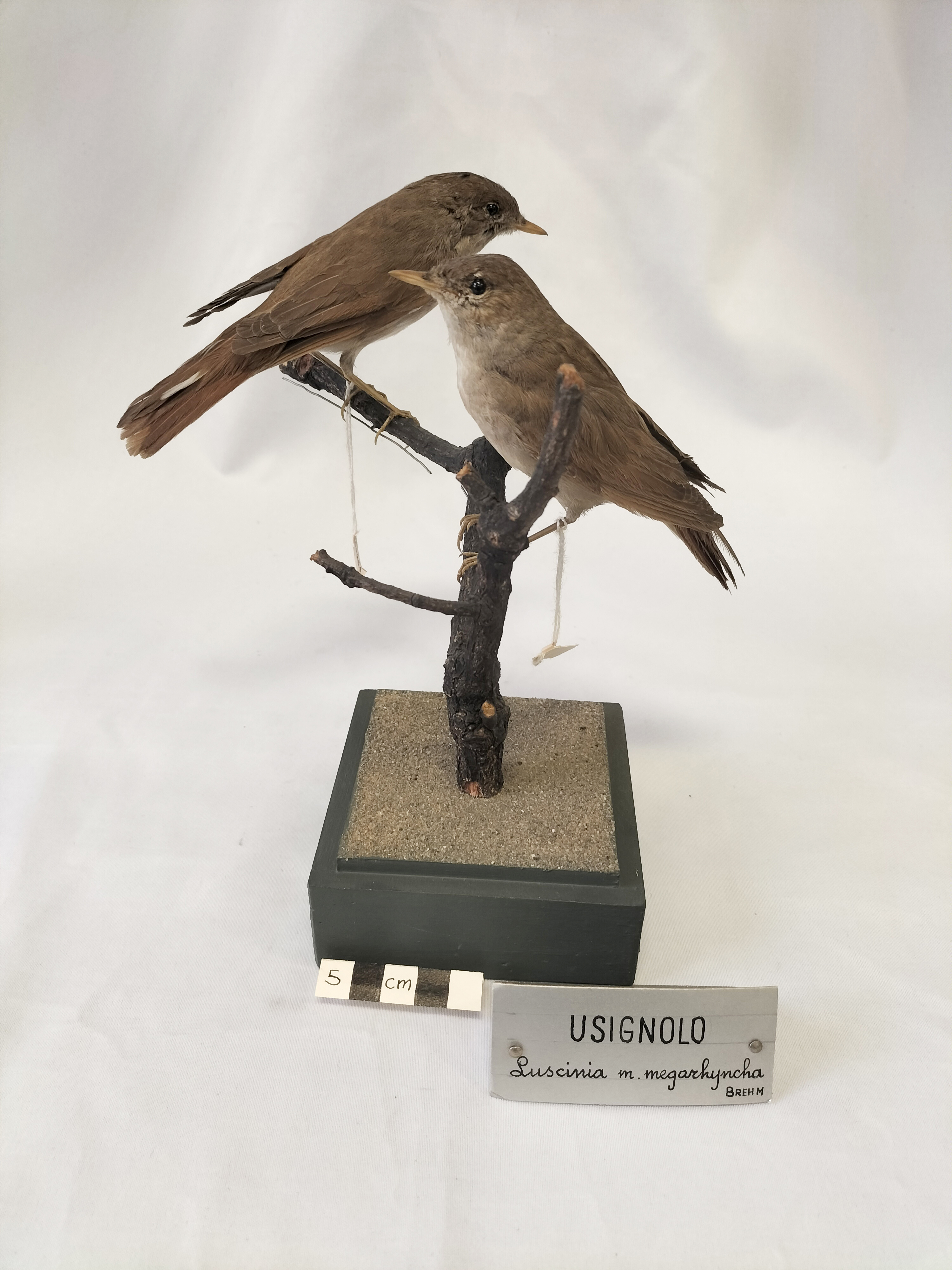 Base con preparati tassidermizzati (serie)