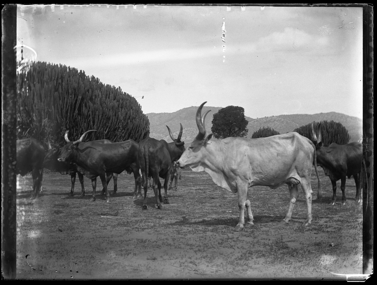 Fotografia coloniale, Colonie belghe, Bestiame (negativo) di Giuseppe Carlo Sesti (fine/ inizio XIX-XX)