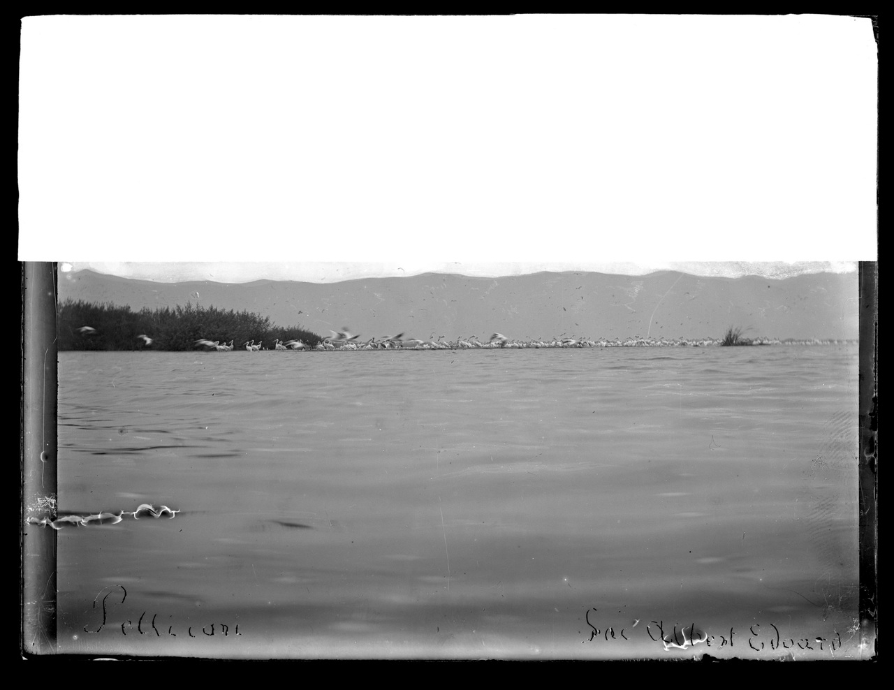 Fotografia coloniale, Colonie belghe, Animali (negativo) di Giuseppe Carlo Sesti (fine/ inizio XIX-XX)