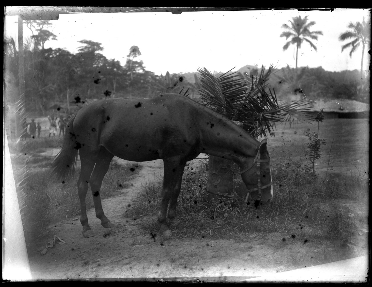 Fotografia coloniale, Colonie belghe, Animali (negativo) di Giuseppe Carlo Sesti (fine/ inizio XIX-XX)