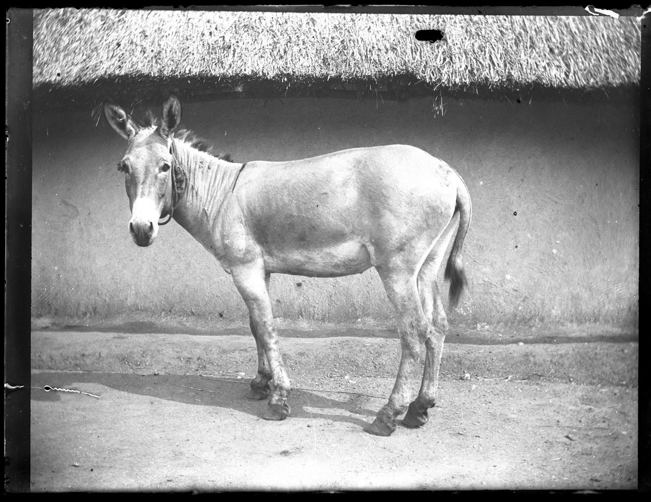 Fotografia coloniale, Colonie belghe, Bestiame (negativo) di Giuseppe Carlo Sesti (fine/ inizio XIX-XX)