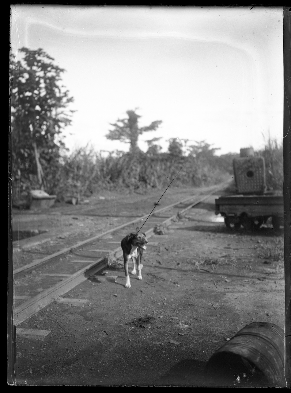 Fotografia coloniale, Colonie belghe, Animali (negativo) di Giuseppe Carlo Sesti (fine/ inizio XIX-XX)