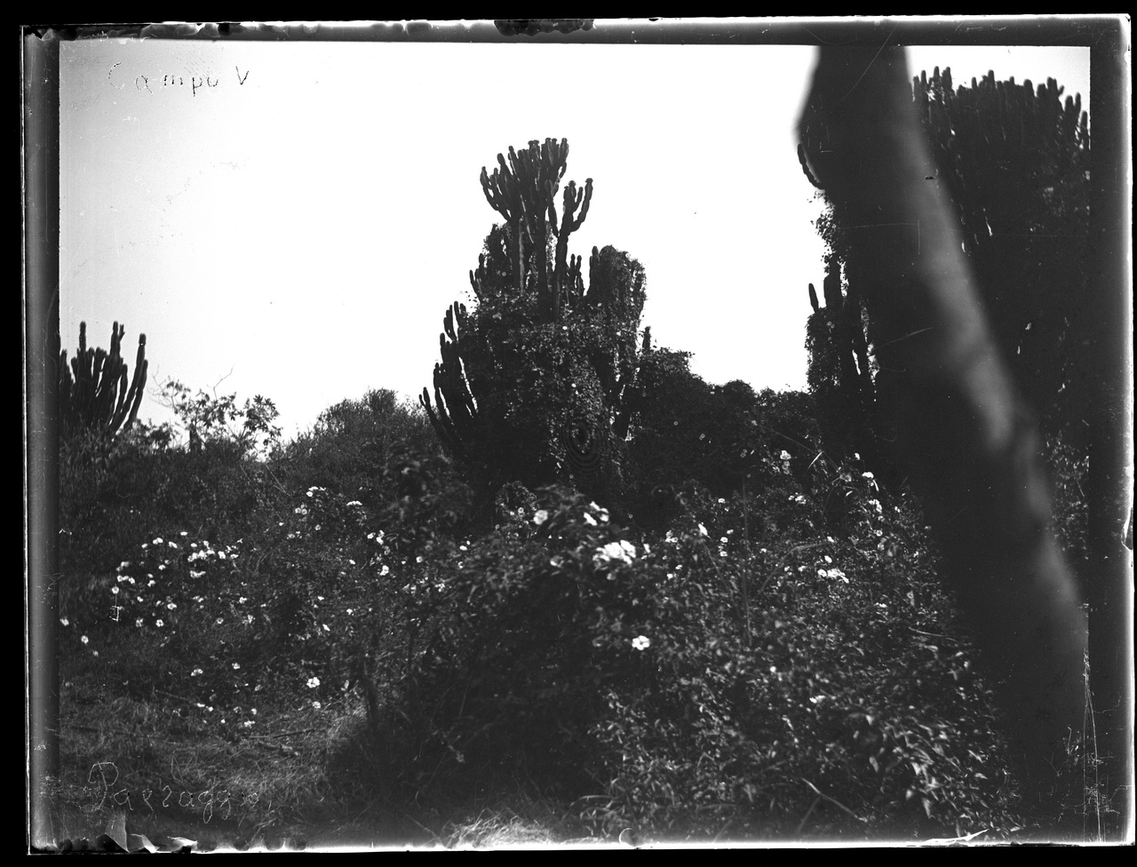 Paesi africani, Colonialismo, Compagnie coloniali; Sesti (negativo) di Giuseppe Carlo Sesti (fine/ inizio XIX-XX)