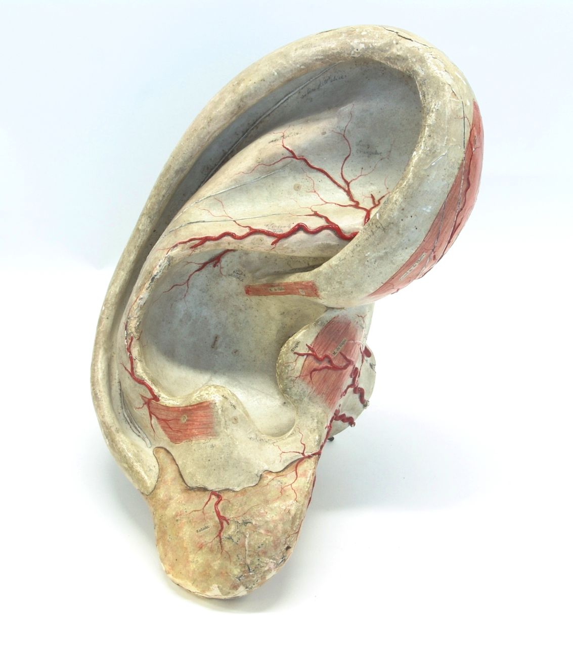 modello, apparato dell'udito di Louis Thomas Jérôme Auzoux (XIX)