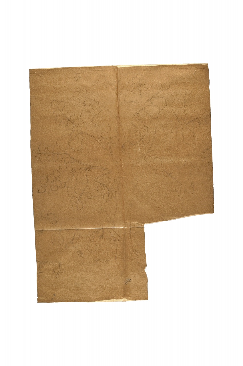 motivo decorativo (disegno) - ambito fiorentino (fine sec. XIX)