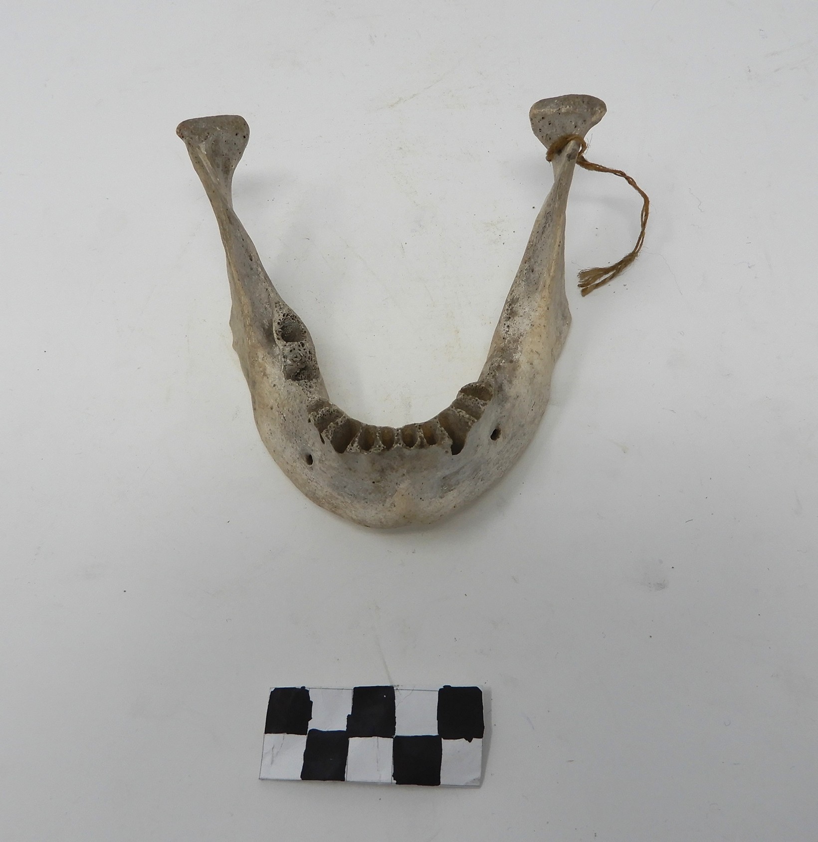 singolo reperto antropologico, reperto osseo (SECOLI/ ARCHI DI SECOLI/ XVIII-XIX)