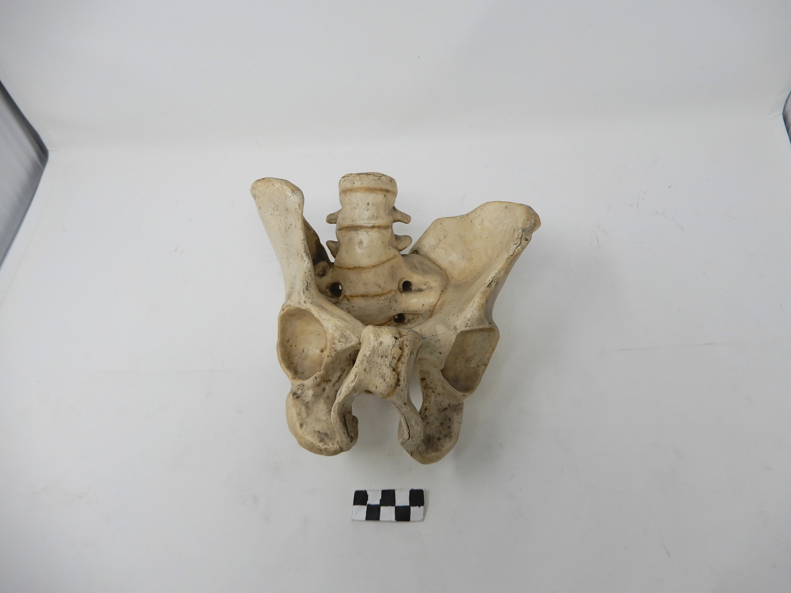 singolo reperto antropologico, Modello anatomico (SECOLI/ ARCHI DI SECOLI/ XVIII-XIX)