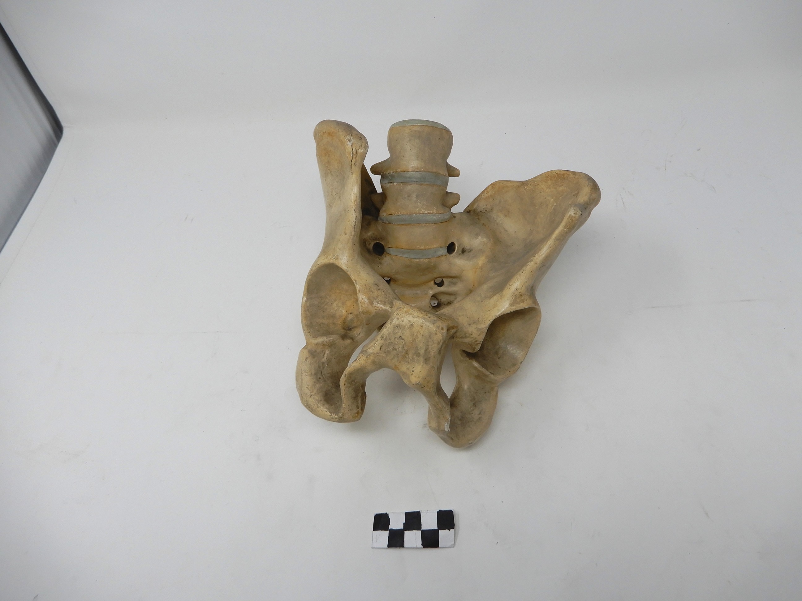singolo reperto antropologico, Modello anatomico (SECOLI/ ARCHI DI SECOLI/ XVIII-XIX)