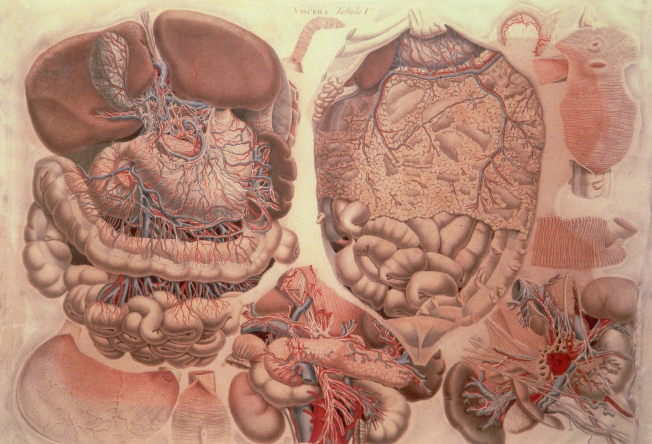 tavola anatomica (stampa colorata a mano) di Mascagni Paolo (attribuito), Serantoni Antonio (attribuito) (XIX)