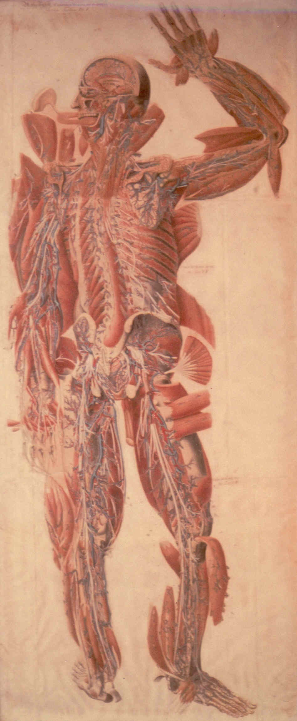 Soggetto anatomico (stampa composita colorata a mano) di Mascagni Paolo (attribuito), Serantoni Antonio (attribuito) (XIX)
