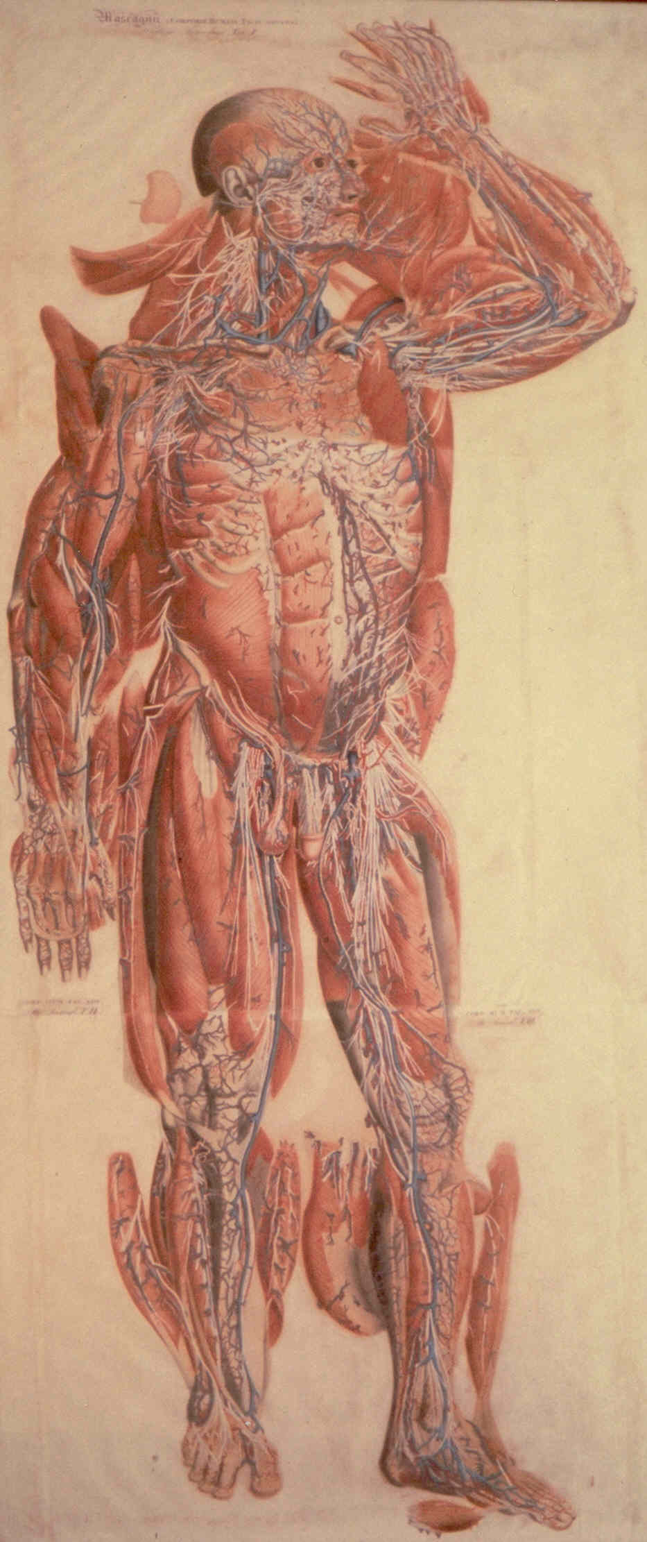 soggetto anatomico (stampa colorata a mano) di Mascagni Paolo (attribuito), Serantoni Antonio (attribuito) (XIX)
