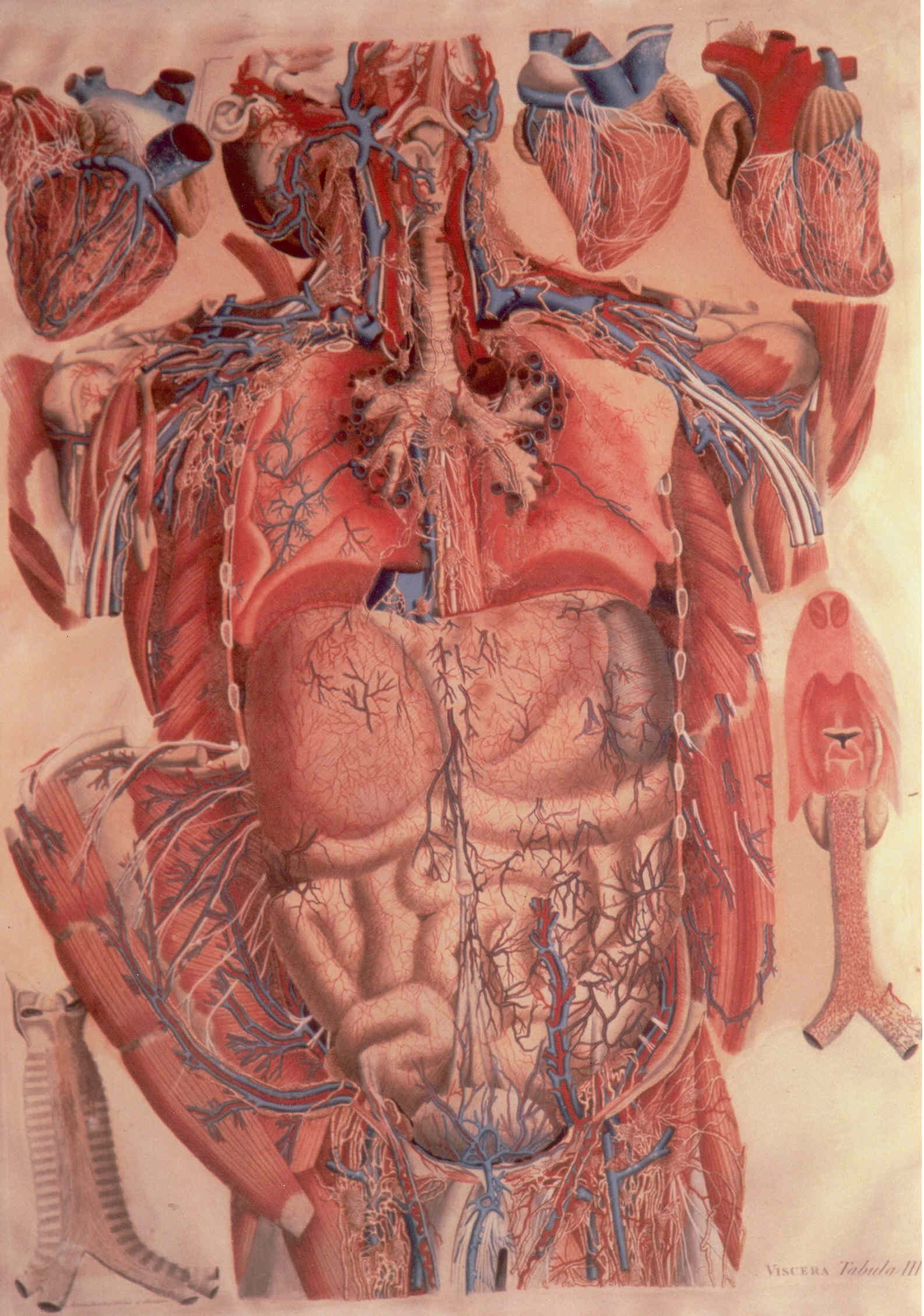 particolari anatomici (stampa colorata a mano) di Mascagni Paolo (attribuito), Serantoni Antonio (attribuito) (XIX)